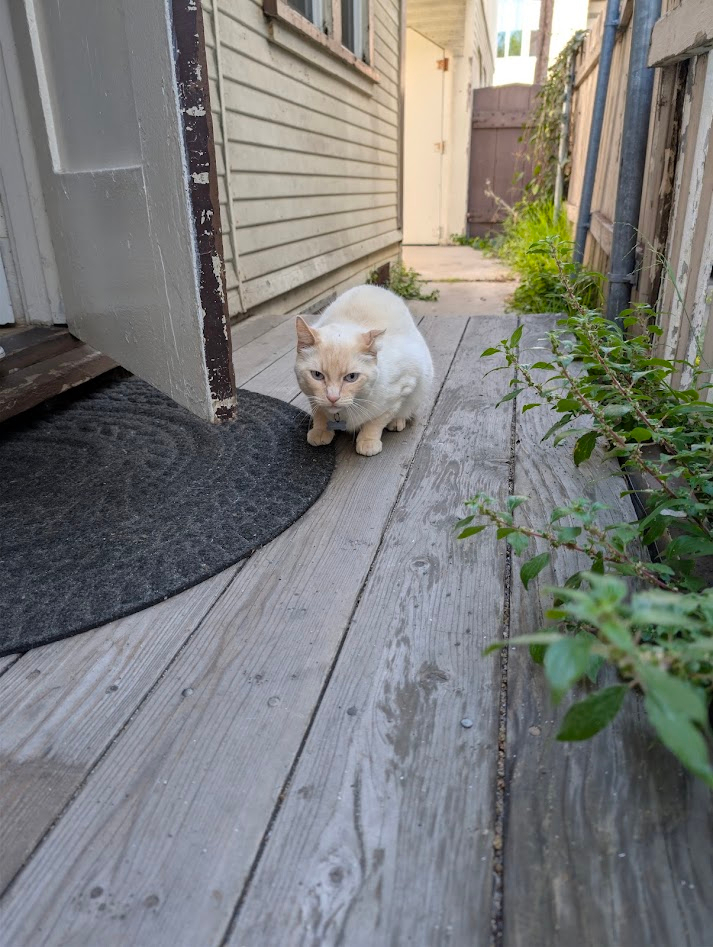 Marshmallow the dog checking on tenants the morning after arrival